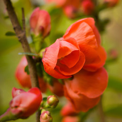 Blossoming branch of Japanese quince