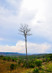 Obraz premium alone tree