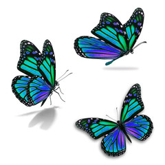 Fototapeta na wymiar three monarch butterfly