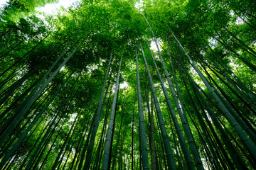 Naklejka premium Bamboo Forest is a tourist site in Arashiyama, Kyoto, Japan. The Ministry of the Environment included the Sagano Bamboo Forest on its list of 100 Soundscapes of Japan.