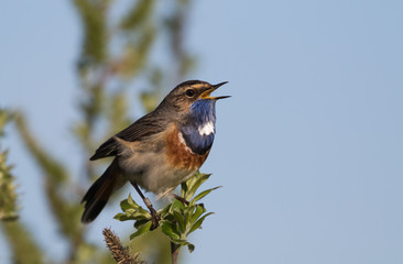 Blaukehlchen singt auf einem Busch