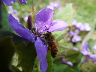 ミツバチ honeybee