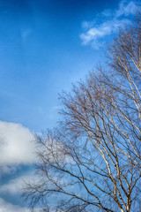 Fototapeta na wymiar Birch sky clouds spring