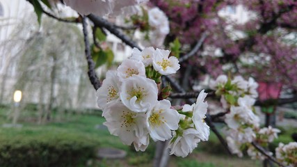桜