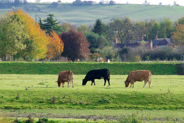 Three cows in a field
