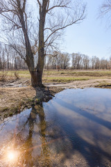 Dramatic view of a puddle after the spring rain. Poplar, willow and oak trees appear in the background. The sun is reflecting in the water