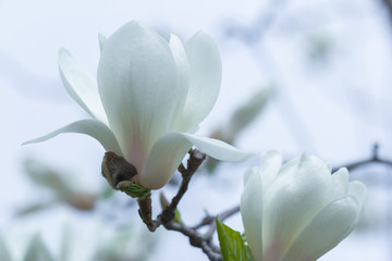 fleur de magnolia blanc