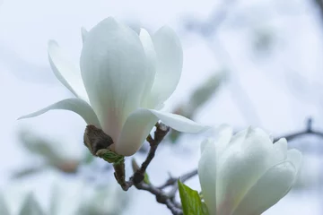 Papier Peint photo Lavable Magnolia fleur de magnolia blanc