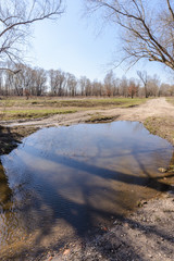 Dramatic view of a puddle after the spring rain. Poplar, willow and oak trees appear in the background