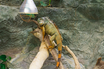 Large green iguana in a terrarium
