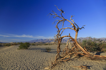 Dead tree in the dunes of Death Valley, California