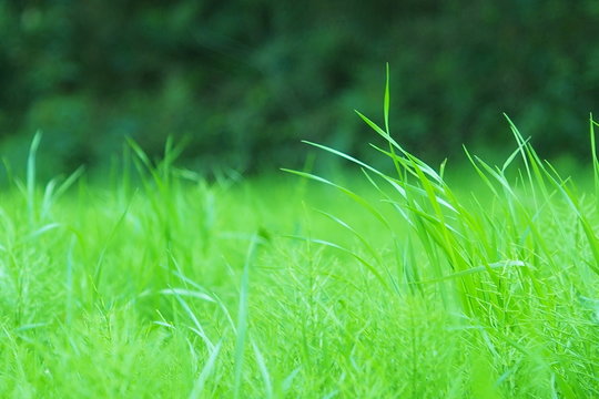 Grasses