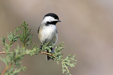 Chickadee