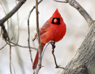 Northern Cardinal