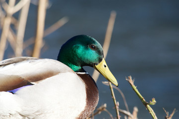 Male Mallard