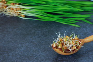 Germinated wheat grains