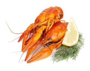Boiled crayfishes with lemon slice and dill