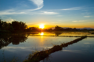 Sunset in the rice field in Northern Thailand