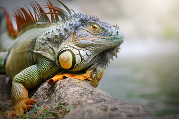 Iguana sitting on a rock, Indonesia