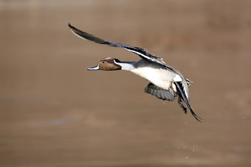 Northern Pintail Duck