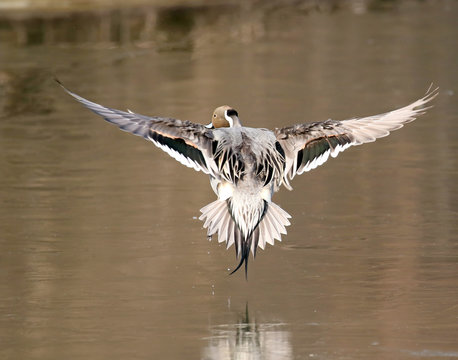 Northern Pintail Duck