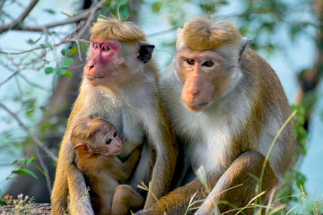 Fototapeta premium Sri Lankan Monkeys At Yala National Park. The Toque Macaque Is A Reddish Brown Coloured Old World Monkey Endemic To Sri Lanka