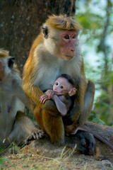 Sri Lankan Monkeys At Yala National Park. The Toque Macaque Is A Reddish Brown Coloured Old World Monkey Endemic To Sri Lanka