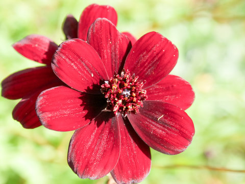 nature, flower, beauty