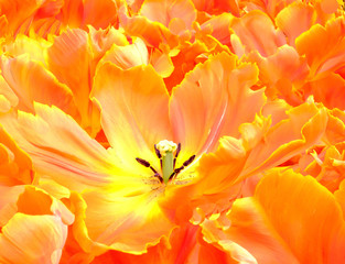 A close up of a beautiful orange and yellow tulip fully open