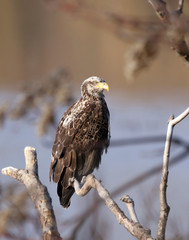 Immature Bald Eagle