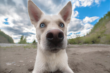 Close up of white dog with blue eyes and dramatic sky background