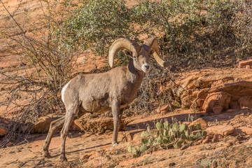 Desert Bighorn Sheep ram