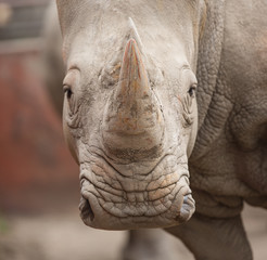 Fototapeta premium Rhinoceros horn