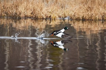 Common golden eye, Bucephala clangula, taking off and splashing water on the lake