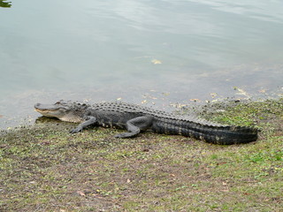 Fototapeta premium Alligator auf Hilton Head Island, South Carolina, USA