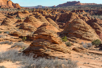 The Wave in North  Coyote Buttes