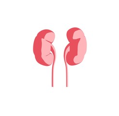 Kidneys infographic. Anatomical icon of kidneys on white background.Illustration.