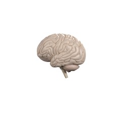 Brain infographic. Anatomical icon of brain on white background.3d Illustration.