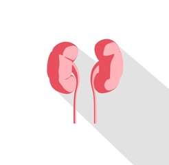 Fototapeta premium Kidneys infographic. Anatomical icon of kidneys on white background.Illustration.