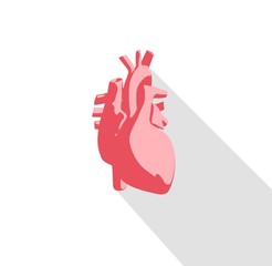 Heart infographic. Anatomical icon of heart on white background. Illustration.