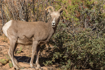 Desert Bighorn Sheep Ewe