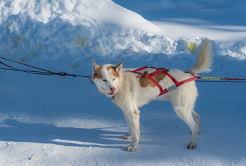 Dog sled in Alaska during winter