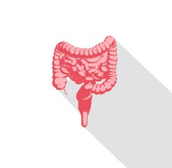 Intestines infographic. Anatomical icon of intestines on white background. Illustration.