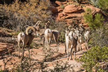 Rutting Desert Bighorn Sheep