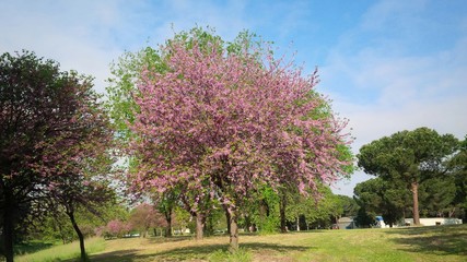 albero in fiore