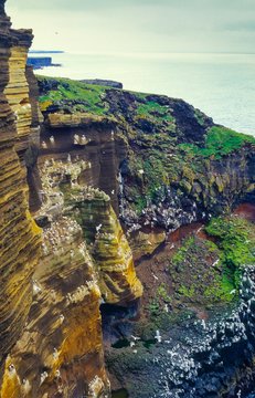 Vogelkolonie/ Brutkolonie mit Trottellummen und Eisturmv&ouml;geln auf Steilk&uuml;ste aus Palagonit, Atlantikk&uuml;ste, Sval&thorn;&uacute;fa- &THORN;&uacute;fubjarg-Kliff, Halbinsel Sn&aelig;fellsnes, Island/ Iceland, Europa 