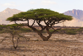 Savannah, national Park, Kenya, Africa