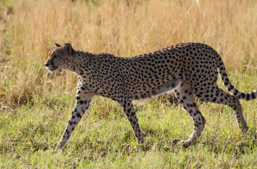 Fototapeta na wymiar A feral cat walks across the Savannah