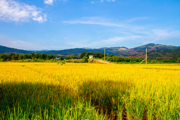 Fototapeta premium Paddy Rice Field in Northern Thailand