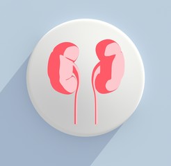 Kidneys infographic. Anatomical icon of kidneys on white circle. 3d illustration.